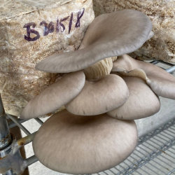 Mushroom Cultivation for Beginners