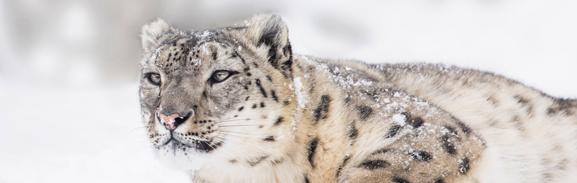 Conservation Conversation - The Snow Leopard Trust