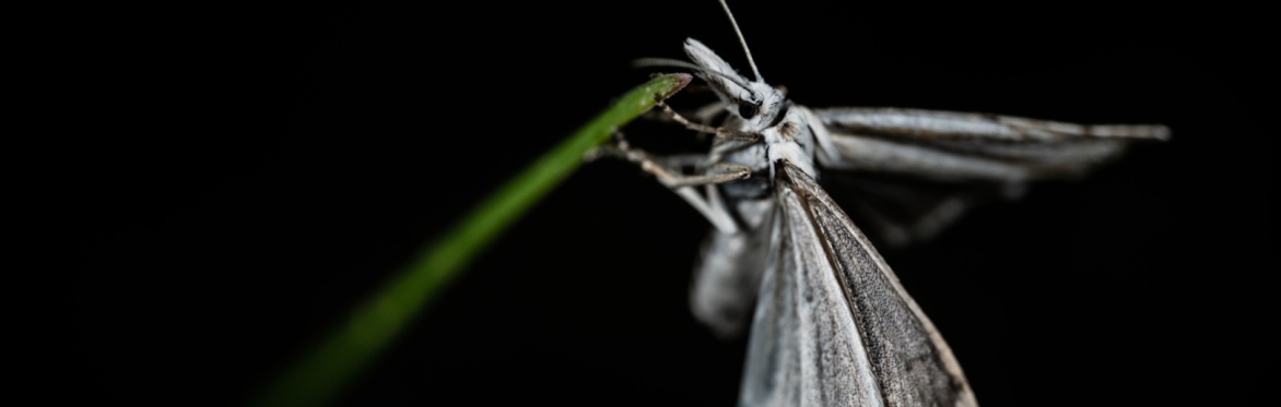 Moth Morning: Light Trapping and Identification