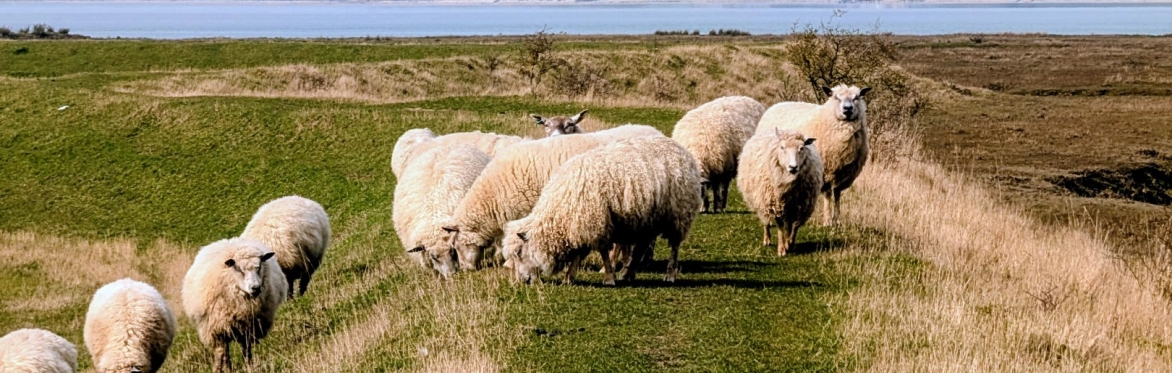 Steeple Creek with Sheep on the footpath - Credit @ MDC - Walk it local