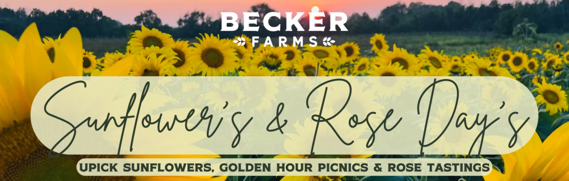Sunflowers & Rose Days