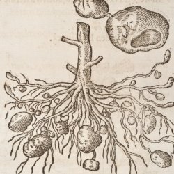 Woodcut image of potato roots