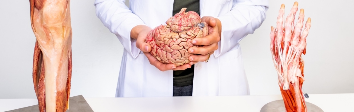 Discovering Anatomy Virtual Dissection Course