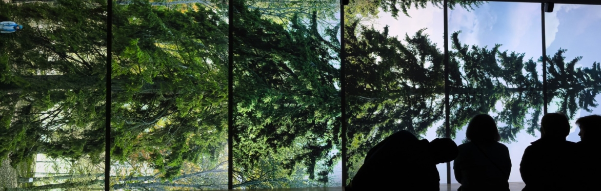 Curator talk: The Power of Trees at Kew