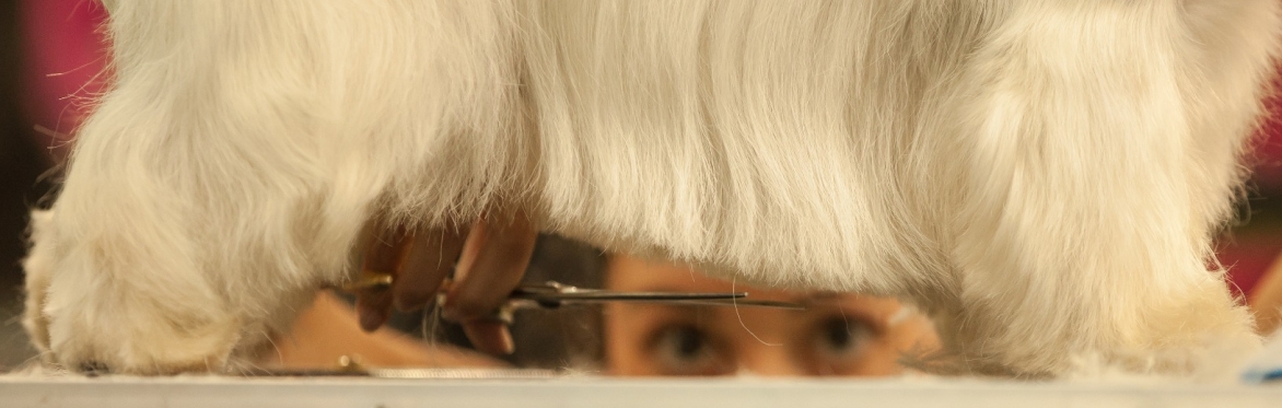 Premier Groom