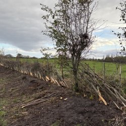 Hedgelaying at Willaston