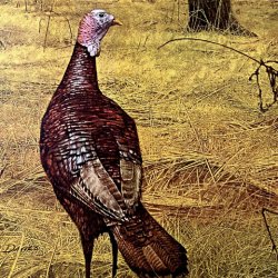 WHISK(E)Y WEEK: Russell's Reserve + Wild Turkey (MORRIS)