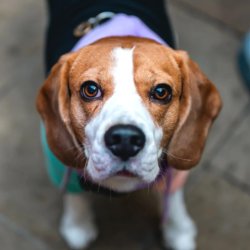 Beagle Cafe Halloween - Derby