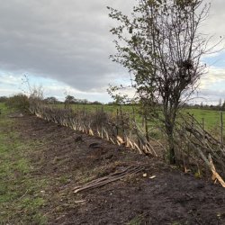 Hedgelaying - Completion of Hedge 23 at Landican