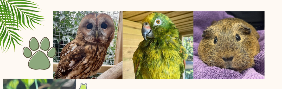 A small brown owl, a green and yellow parrot and a cute brown guinea pig