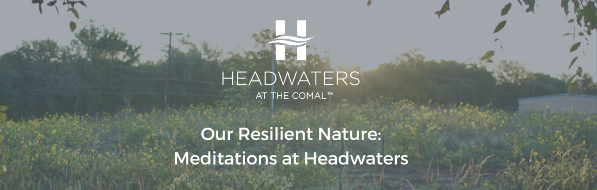 Our Resilient Nature: Meditations at Headwaters
