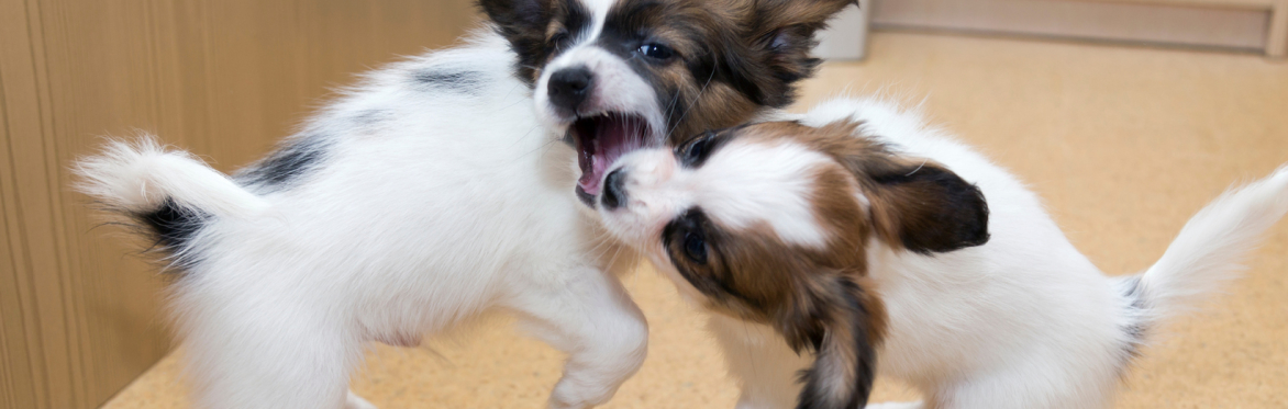 Puppy Play and Body Language Seminar