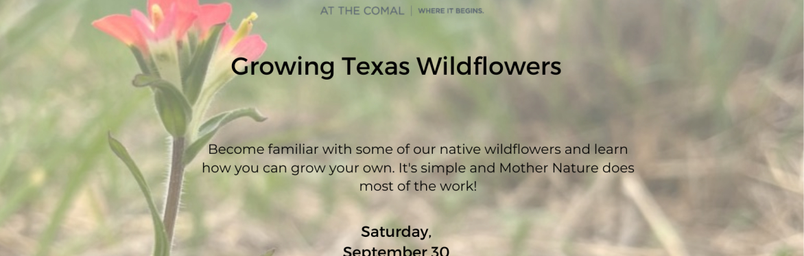 Growing Texas Wildflowers