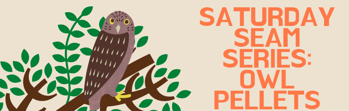 Saturday SEAM Series: Owl Pellets