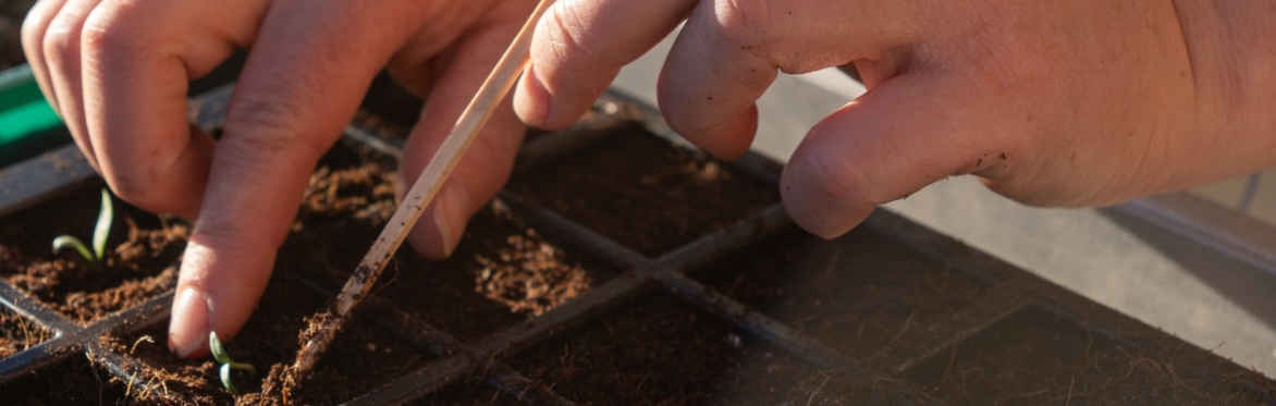 Seed to Bouquet ~ Grow your own flowers
