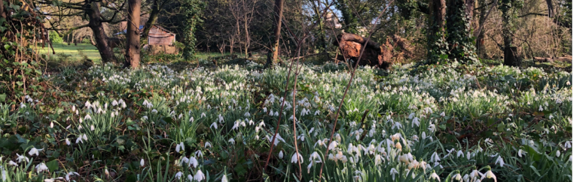 Snowdrops at Histon Manor