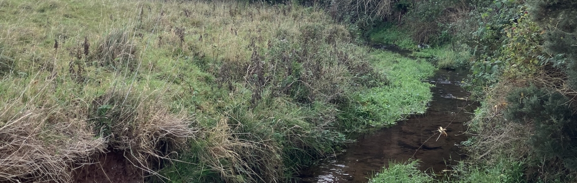 Wild River Walk 1 -25th January 2026, 10am-1pm