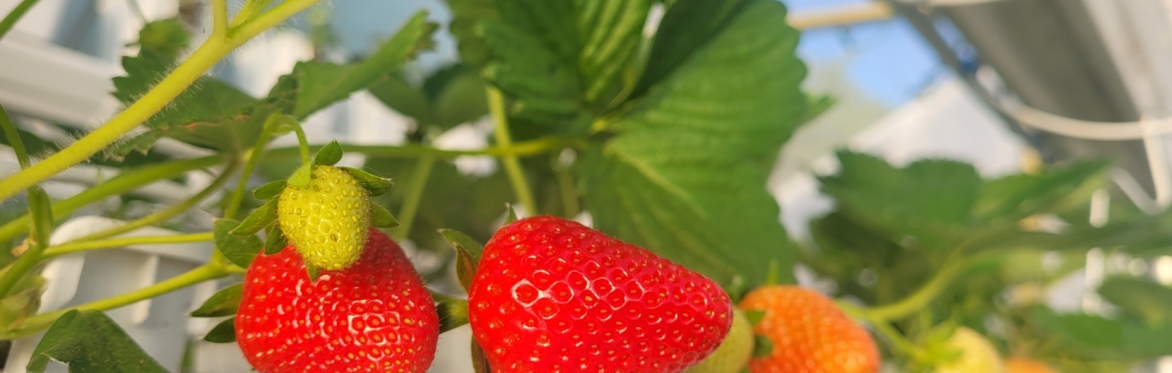 Conservation Connections: An introduction to NRCS & FSA resources and programs