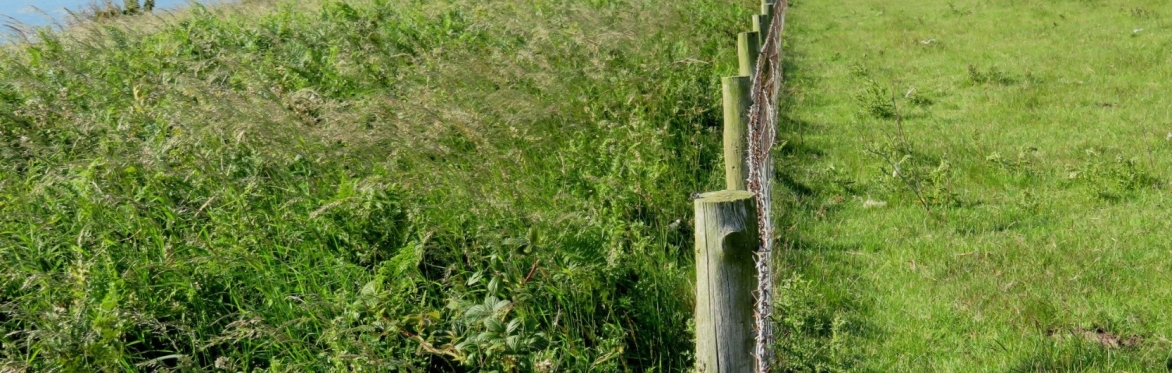 COFFEE MORNING - Rewilding in Yorkshire