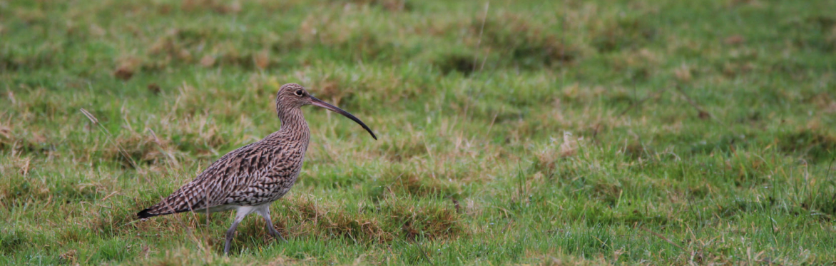Breeding Birds & Curlew