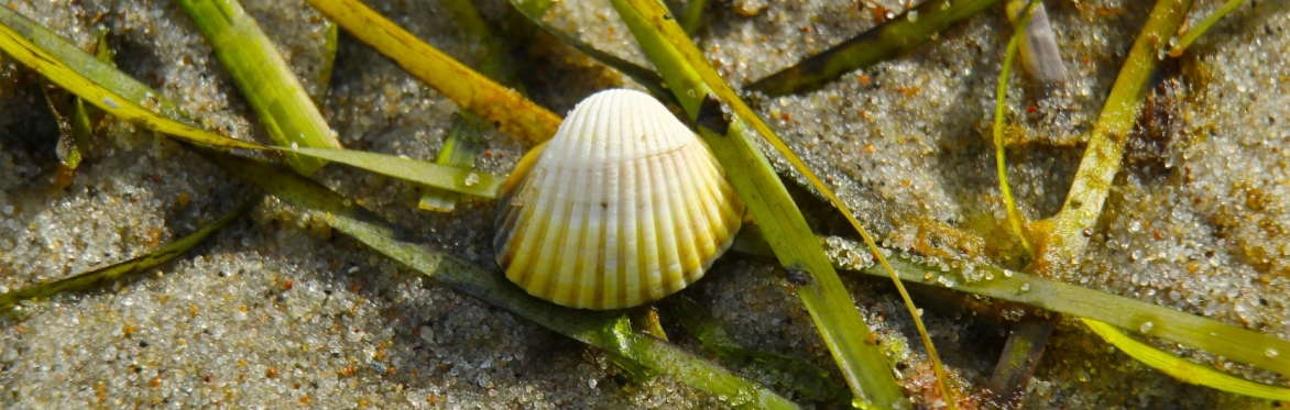 Cockle shell and seagrass on sand