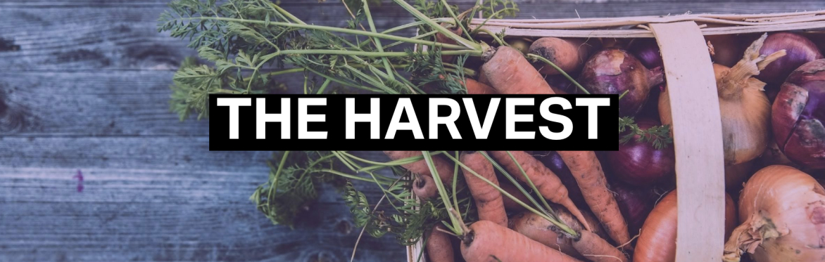 TUT's The Harvest with carrots in the background