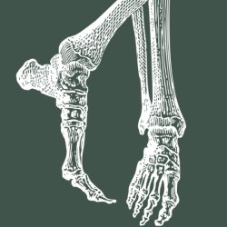 Anatomy Course - Feet