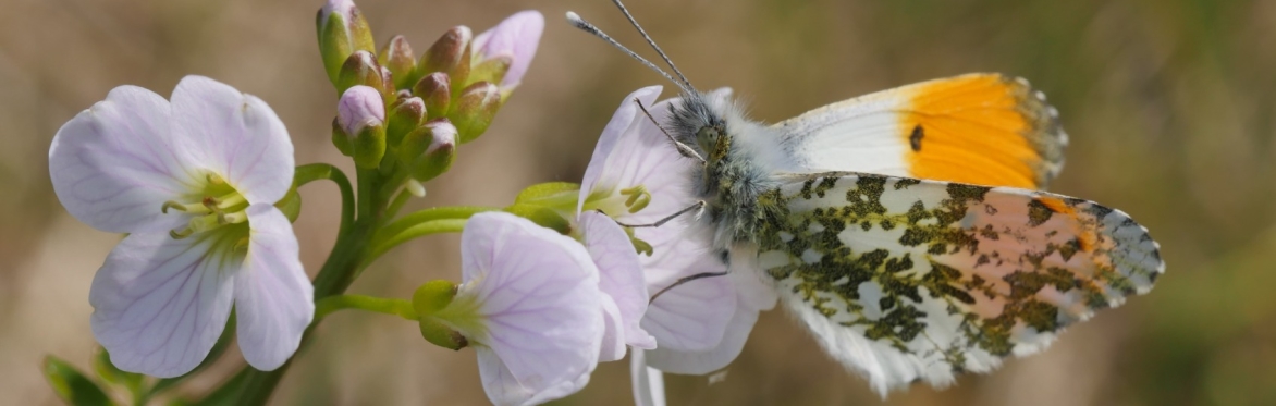 Hope In Action: The State of Nature at Heal Somerset
