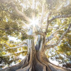 Putting Down Roots - A Celebration of Legacy Giving and Community Impact