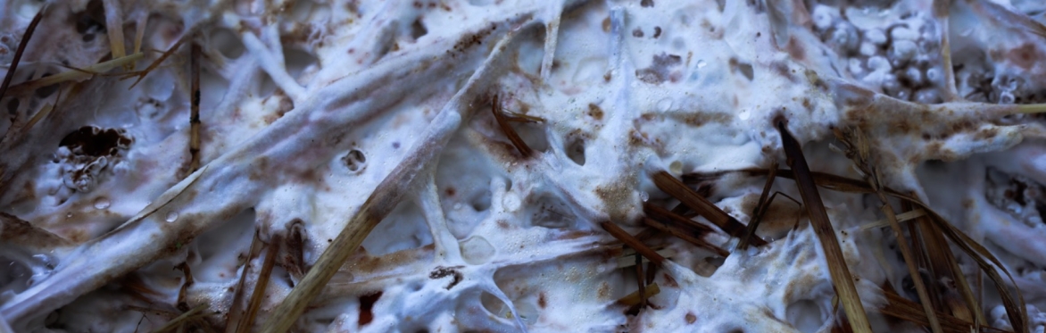 Mycelium: Ancient Technology, Modern Contexts