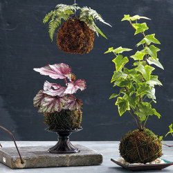 Kokedama: The Art of Living Moss Balls