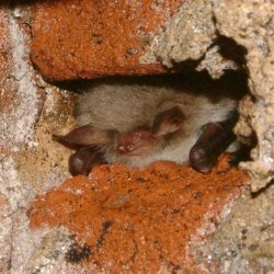 Bats and roost risk management in construction