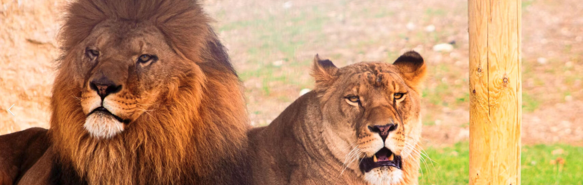 Visit to Zoo near Huntingdon, Cambridgeshire