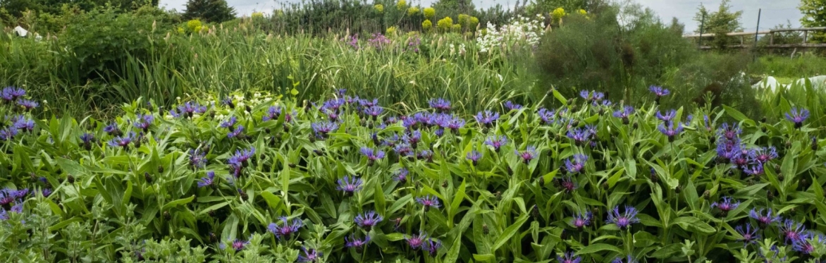 Petals with a Purpose: Rethinking Flowers for a Greener Future