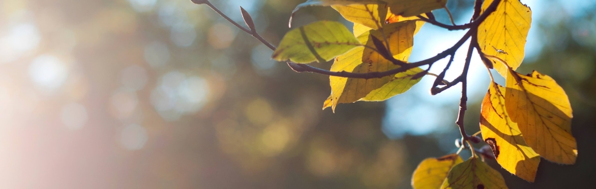 Close up of leaf caught in sunlight