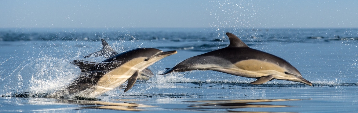 Webinar: Preparing for Emerging Risks Along Our Coast