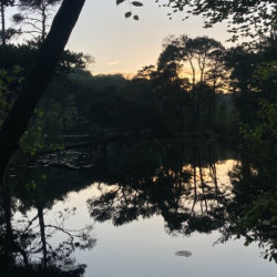 Bystock Bat Walk