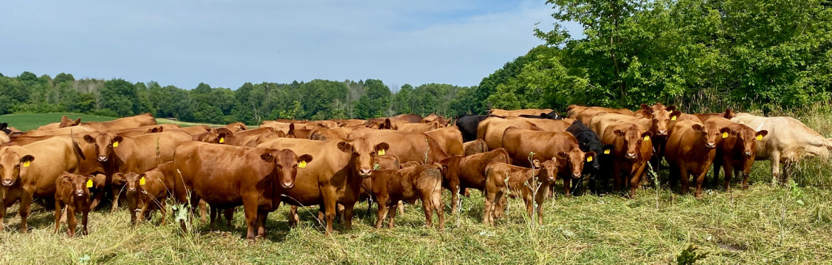 Conservation Connections: An introduction to NRCS resources and programs