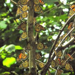 Thickson’s Woods Celebration & Guided Walk