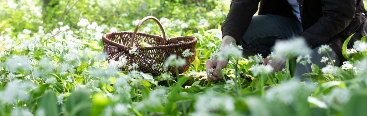 Wild Food Foraging Experience