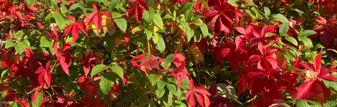 Autumn leaves
