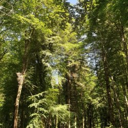 A beautiful canopy of trees in the sunshine.