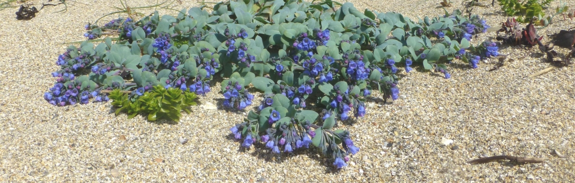 Plant Families Workshop, Dulnain Bridge (v.c.95)