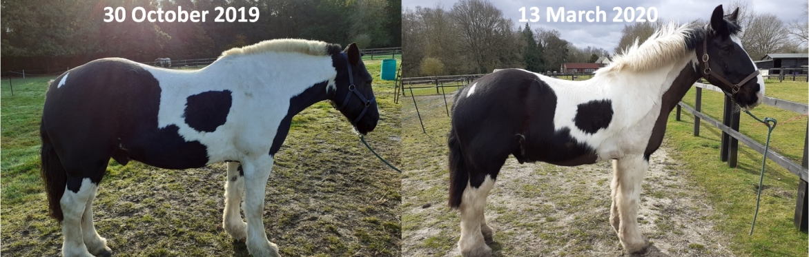 Tackling Equine Obesity Afternoon With The National Equine Welfare Council