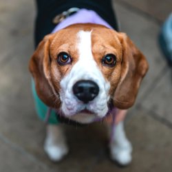 Beagle Cafe Halloween - Oxford