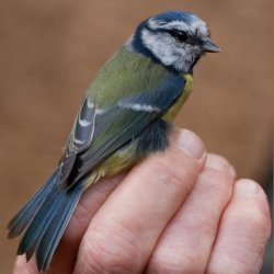 Free Family Bird Ringing Day