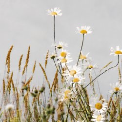 Building Productivity from the Ground Up: Assessing Soil Health for Farmers