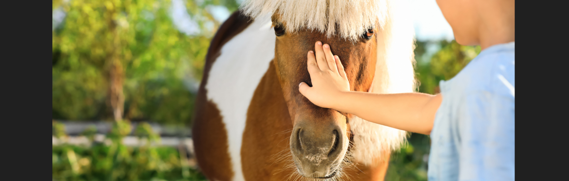 Mini Horsemanship Camp & Meet the Minis
