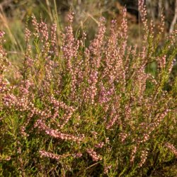 Ballyhoura Peatlands Visioning Workshop