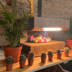 Plant Bingo in The Barn